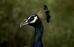 Peacock head with long neck close-up