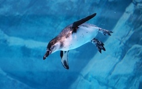 Пингвин плывет под водой