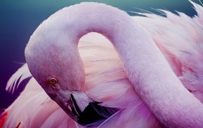 Розовый фламинго прячет клюв в перьях