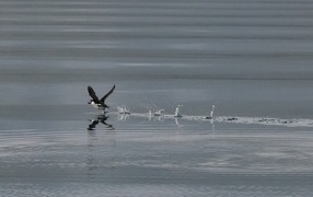 Птица тупик взлетает по воде