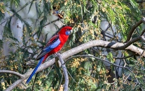 Попугай красная розелла сидит на ветке