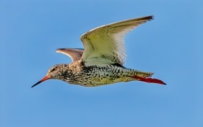 Птица красный стебель летит в небе