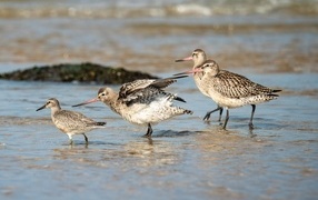 Семейство птиц кулик в воде