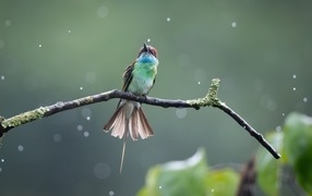 Маленькая птица золотистая щурка на ветке под дождем