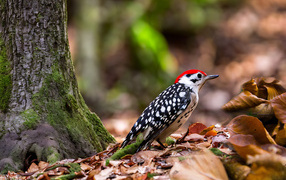 Пятнистый дятел сидит на опавшей листве