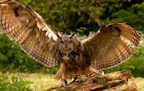 Большая сова расправила крылья