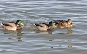 Три утки плавают в воде