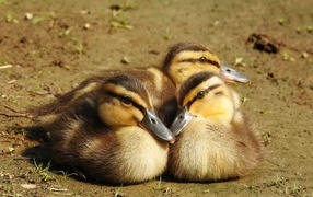 Три маленьких утенка сидят на земле