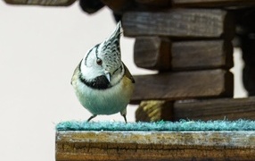 Хохлатая синица сидит у кормушки