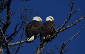Два белоголовых орла сидят на ветке дерева