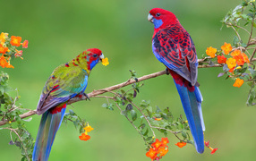 Два красивых яркий попугая на ветке с цветами