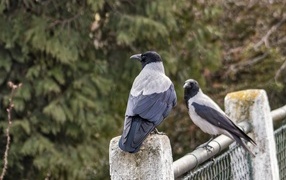 Две вороны сидят на заборе