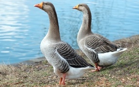Two large gray geese near the water