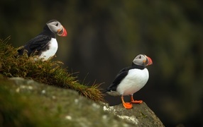 Две птицы тупики на камнях