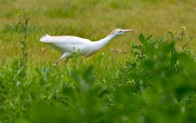 Белая цапля в зеленой траве