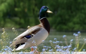 Дикий селезень стоит у воды летом