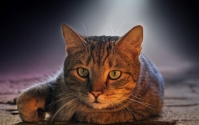 Большой серый кот с зелеными глазами лежит на дороге