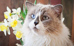 Beautiful cat with different eyes with daffodil flowers
