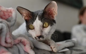 Красивый породистый кот лежит на кровати 