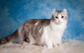 Большая красивая пушистая кошка на голубом фоне