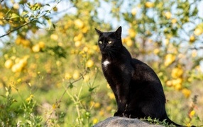 Большой черный кот сидит на камне в саду