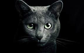 Большой серый кот с зелеными глазами на черном фоне