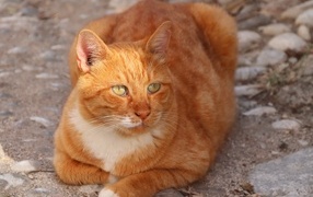 Большой зеленоглазый рыжий кот 