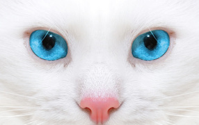 Голубоглазая кошка с розовым носом