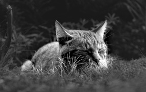 Кот спит в зеленой траве