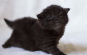 Милый маленький черный котенок крупным планом