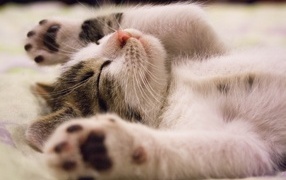 Милый спящий котенок с поднятыми лапами