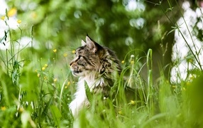 Пушистый серый кот сидит в зеленой траве