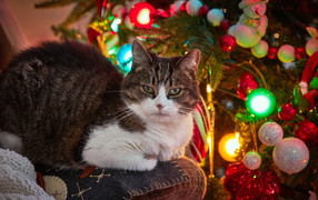 Серый кот сидит на диване у новогодней елки