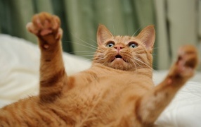 Серый забавный кот играет на постели