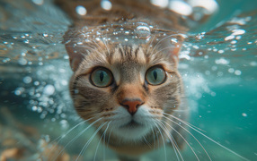Зеленоглазый кот под водой