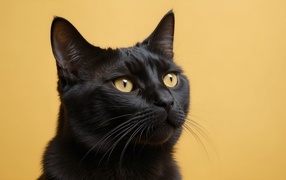 Head of a black cat on a brown background