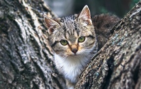 Маленький зеленоглазый серый котенок