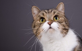 Морда зеленоглазой кошки на сером фоне