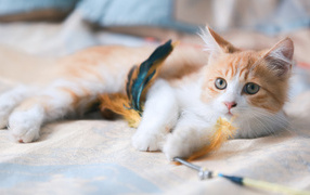 Рыжий котенок играет на кровати с перьями