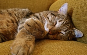 Полосатый серый кот спит на диване