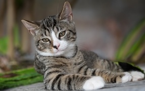 Полосатый котенок лежит на земле