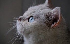 Взгляд красивой голубоглазой кошки