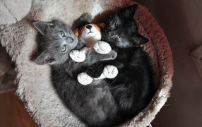 Два котенка с игрушкой смотрят вверх 