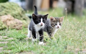 Два маленьких котенка идет по траве