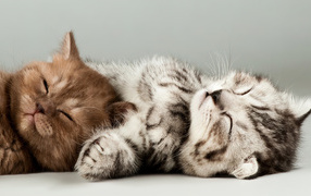 Два маленьких породистых котенка на сером фоне