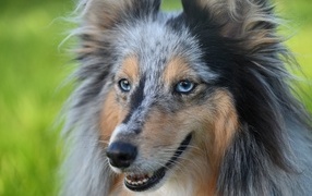 Beautiful blue-eyed Sheltie dog