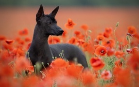 Черная собака в красных маках 