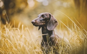 Такса сидит в высокой траве