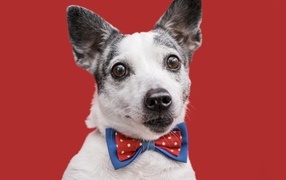 Собака с бантиком на красном фоне