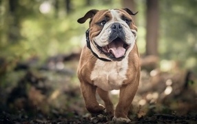 Английский бульдог бежит по лесу